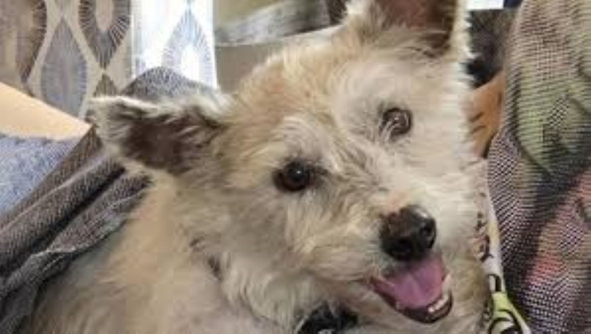 Il ritorno di Scrim: il cane ribelle che ha conquistato il cuore di milioni di persone
