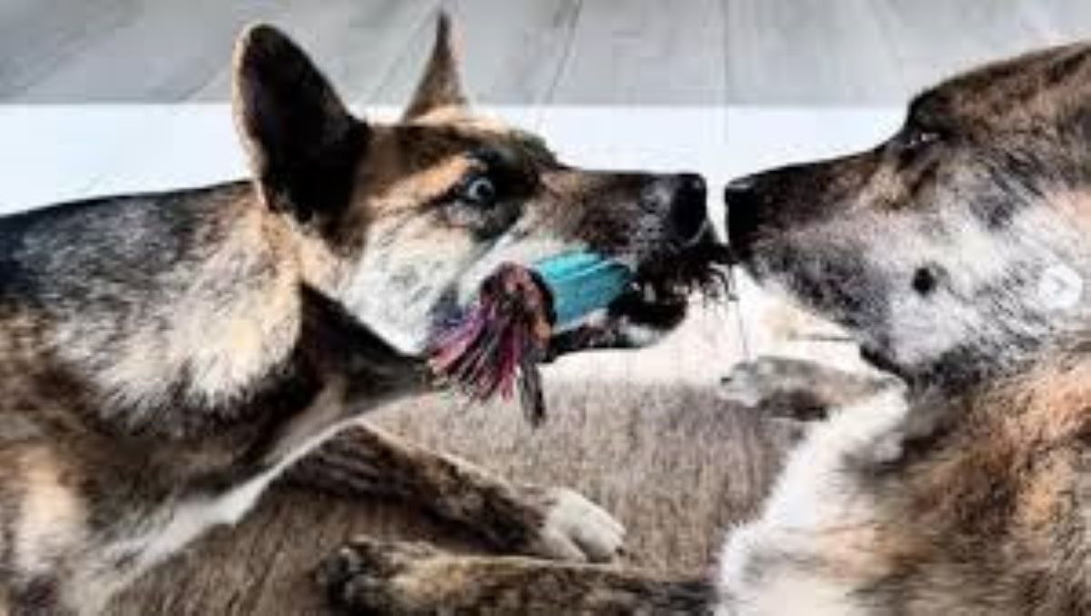 Zoey e Jazz: due sorelle separate che si ritrovano dopo anni