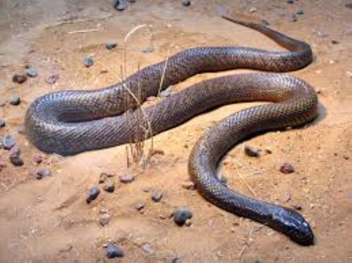 Nati i primi serpenti Taipan che con un solo morso possono uccidere 100 persone