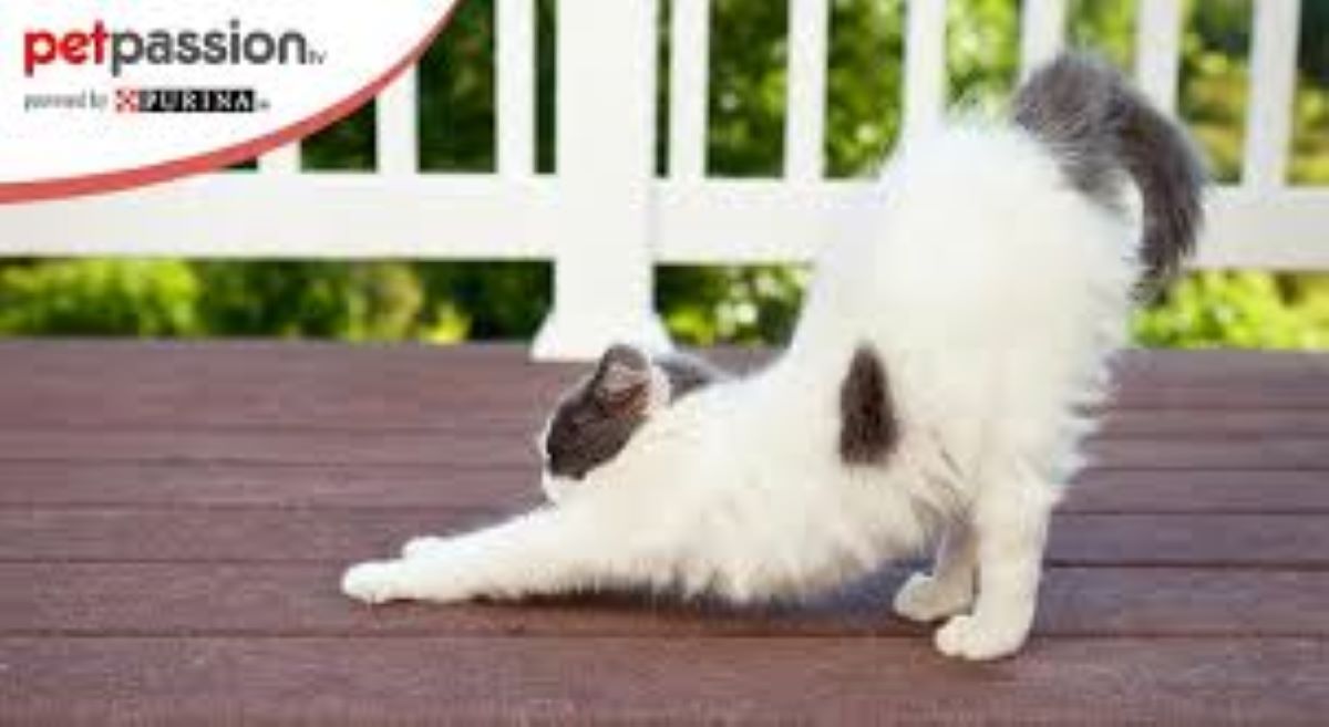 Il gatto si stiracchia ai tuoi piedi: cosa significa?