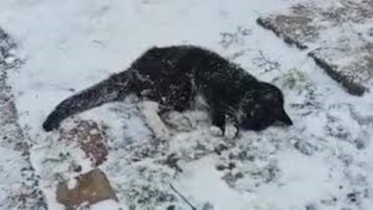 Gattino in gravissime condizioni striscia sotto il gelo, poi qualcuno si accorge di lui