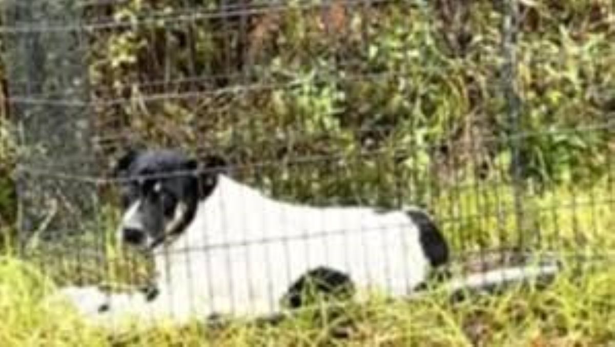 Un incontro casuale salva una mamma e i suoi cuccioli