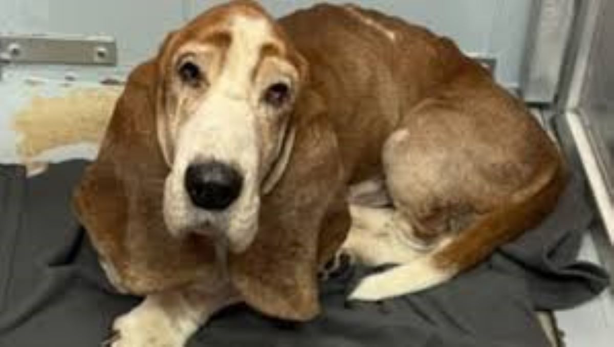 Willie, il cane dagli occhi tristi viene abbandonato dopo 10 anni dalla sua famiglia, poi ne incontra una nuova che lo riempie di amore