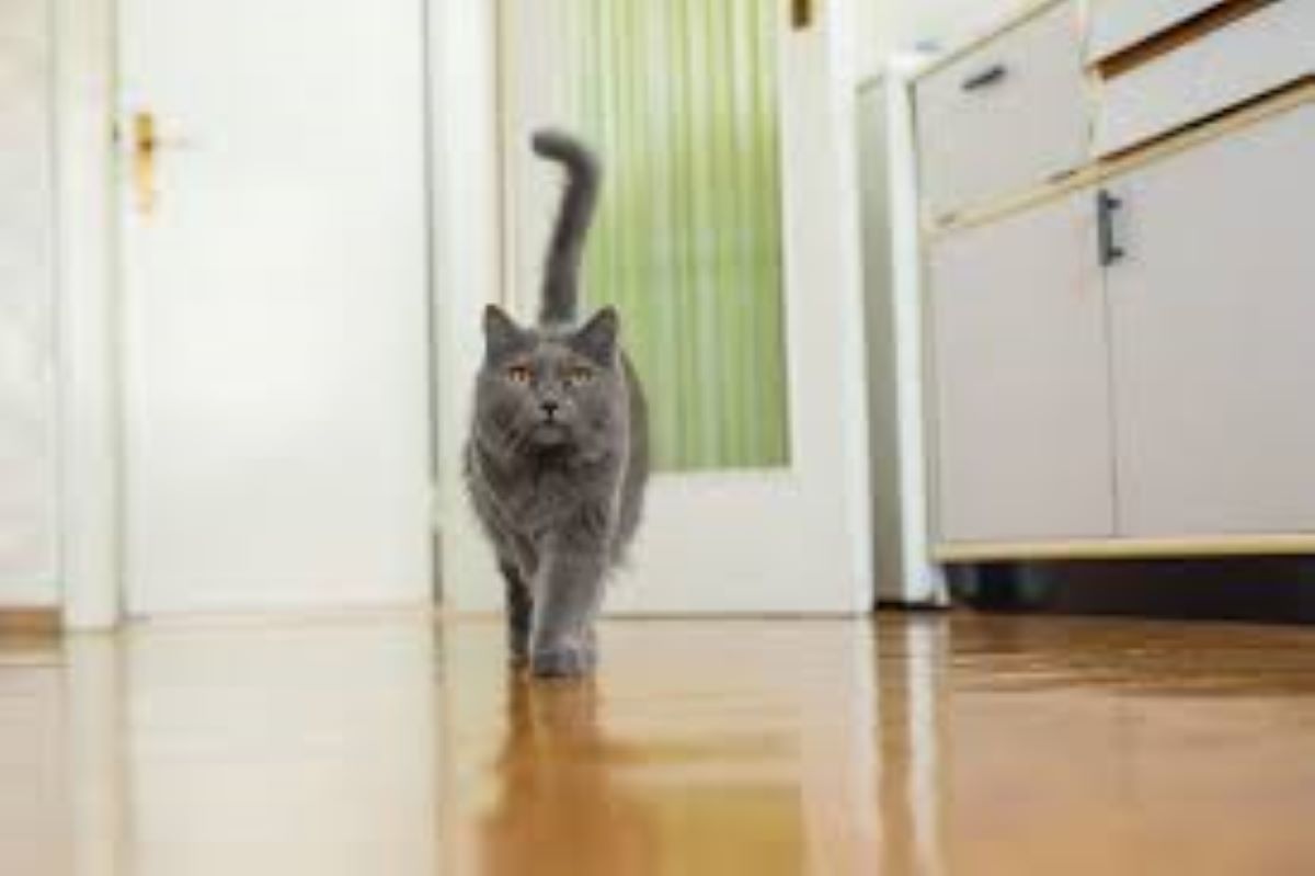 Gatto con la coda in verticale: perchè lo fa