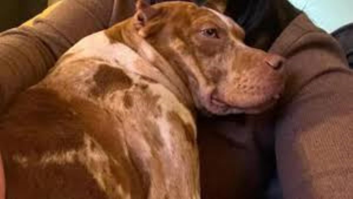 Il salvataggio di Wendy, un amore che supera le difficoltà