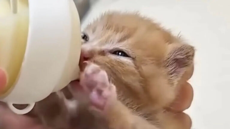 Sola sotto la pioggia, Yumi trova un gattino abbandonato e tremante. Dopo cure e affetto, accade qualcosa di straordinario: una mamma gatta lo accoglie.