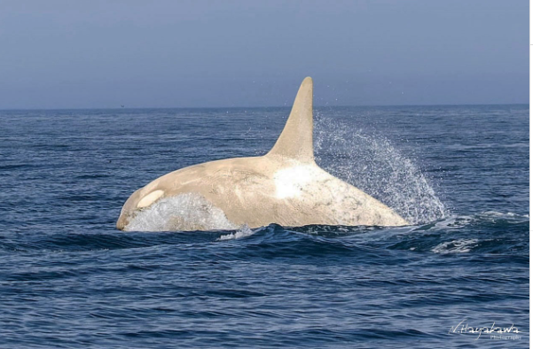 L’incredibile avvistamento di un’orca bianca in Giappone: il raro fenomeno del leucismo