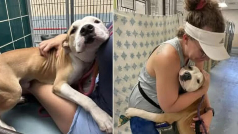 Il cucciolo randagio era destinato a una tragica fine, ma il suo gesto disperato ha cambiato tutto. Ora ha una nuova possibilità di vita.