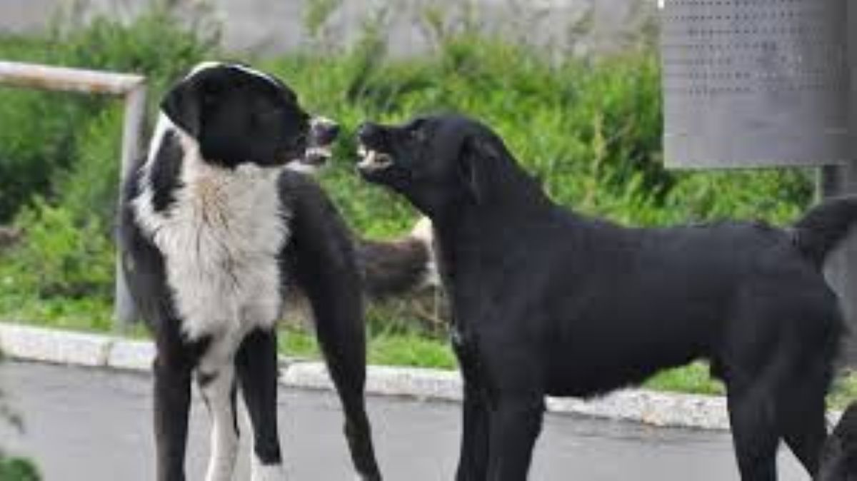 Come gestire le risse tra cani: cosa fare e quando intervenire per evitare incidenti
