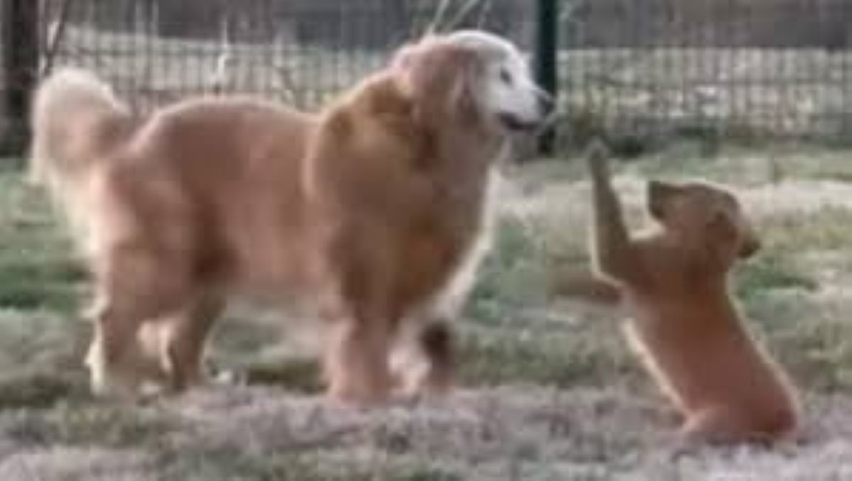 Un’amicizia inattesa: il legame tra Sadie e il cucciolo Nala