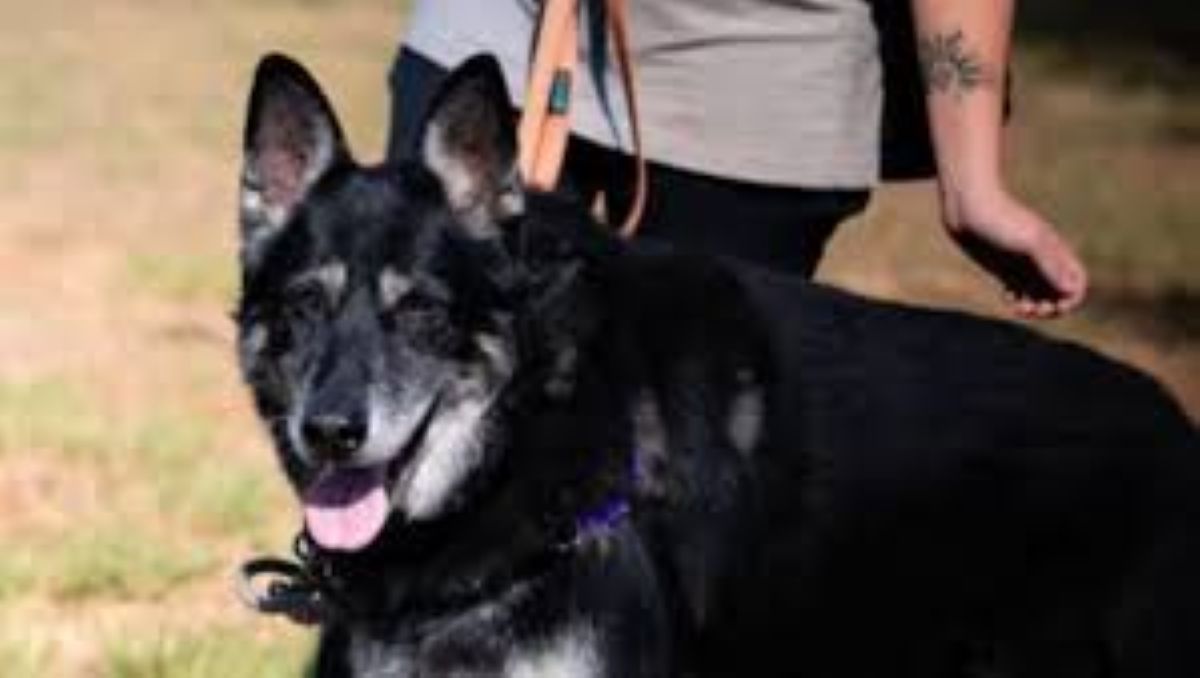 Dopo l’abbandono, Nala trova un nuovo compagno di vita: la sua storia
