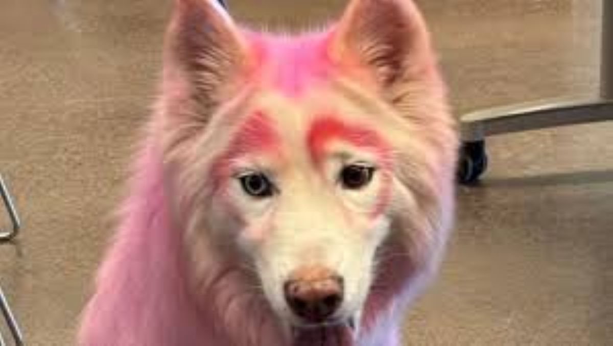 Un cane rosa incuriosisce: chi è Luna?