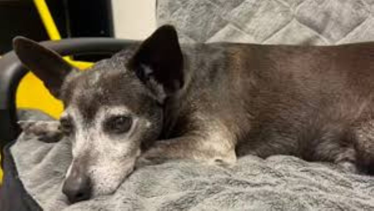 Tito, il cane abbandonato dopo 12 anni, trova pace grazie a un incontro speciale