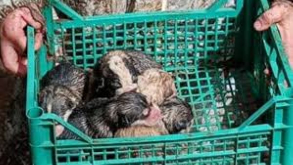 Sei cuccioli di cane, che erano in un tubo di scarico, salvati dai pompieri