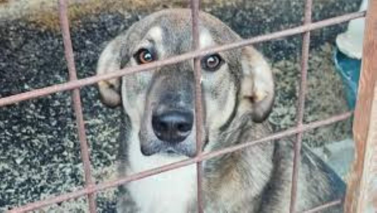 Snoopy cerca una casa: la storia del cane dimenticato in canile