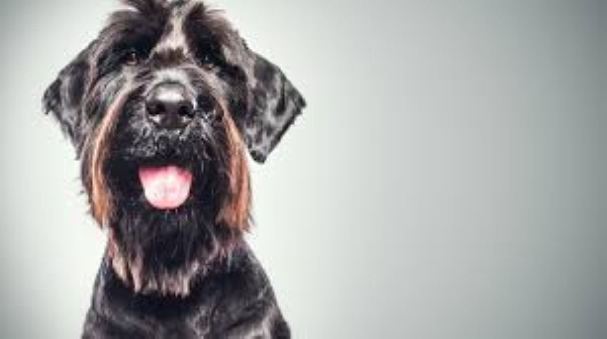 Donna annega il cane nell’aeroporto dopo il rifiuto di imbarcarlo: arrestata