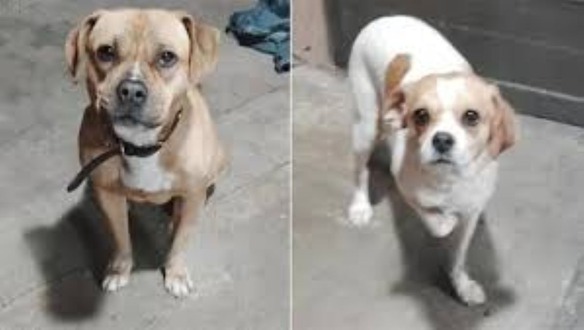 Nova, la cagnolina che ha cambiato la vita di un randagio