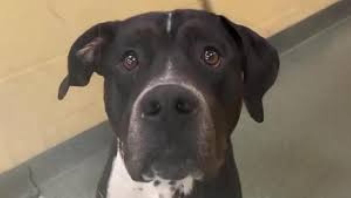Il cane Dixon abbandonato per ben due volte, la sua triste storia