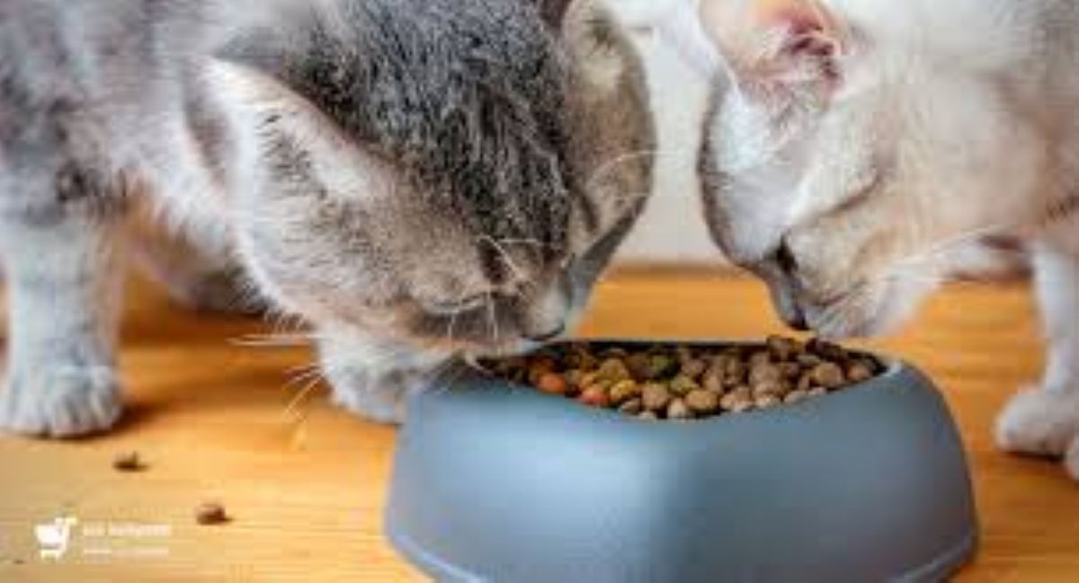 Il mistero del cibo a forma di ciambella: quando il gatto lascia il cibo intatto