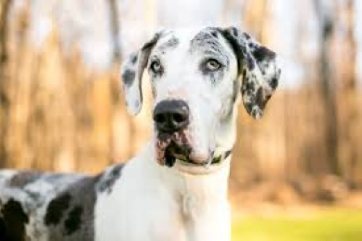 I cani giganti: le razze più grandi al mondo