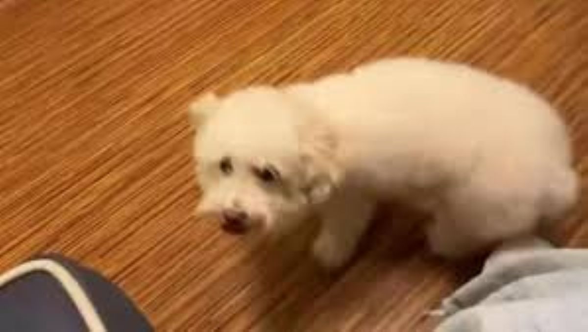 Il cane che sembrava malato, ma quando arriva dal veterinario…