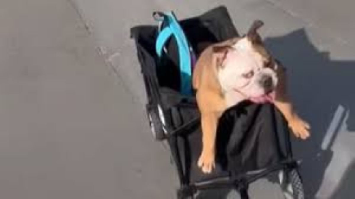 E’ preoccupata di lasciare marito e cane da soli ma poi li vede insieme a passeggio in bicicletta