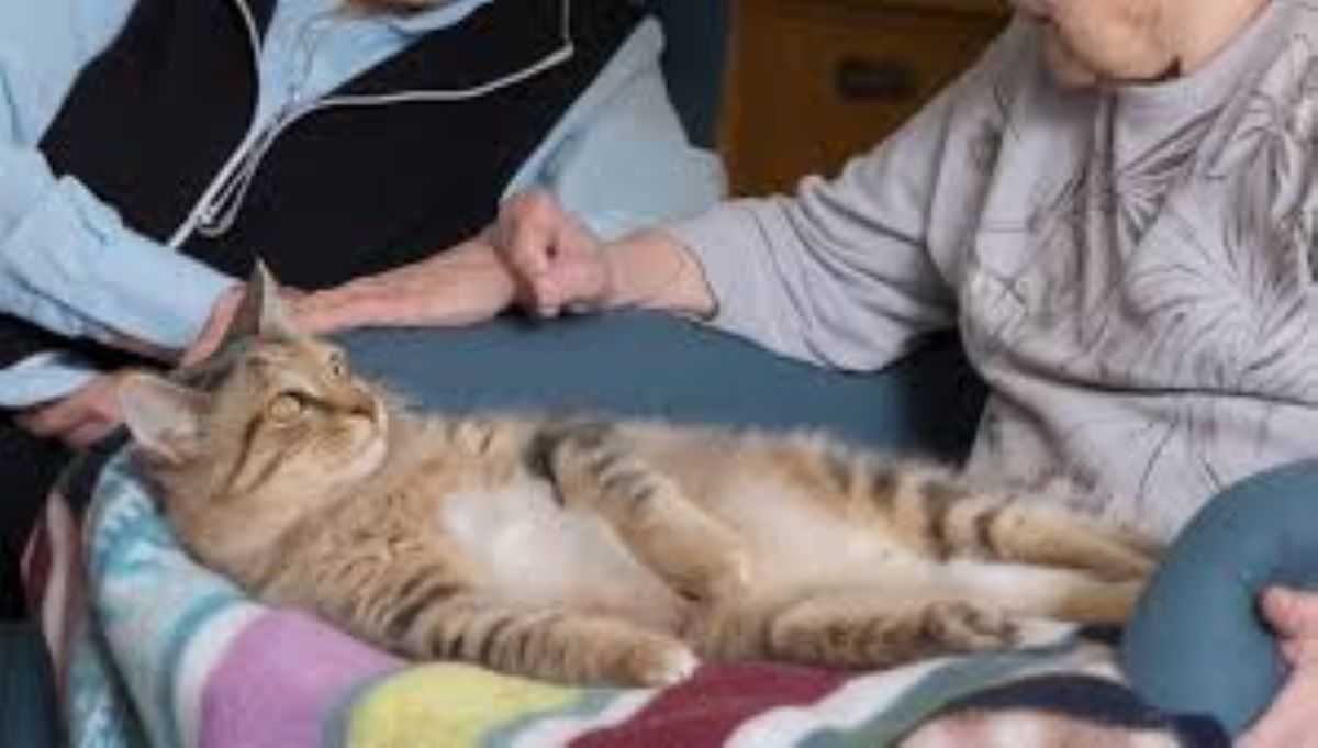 Il gatto Pluton riappare dopo quattro anni: il ritorno a casa dopo una lunga fuga