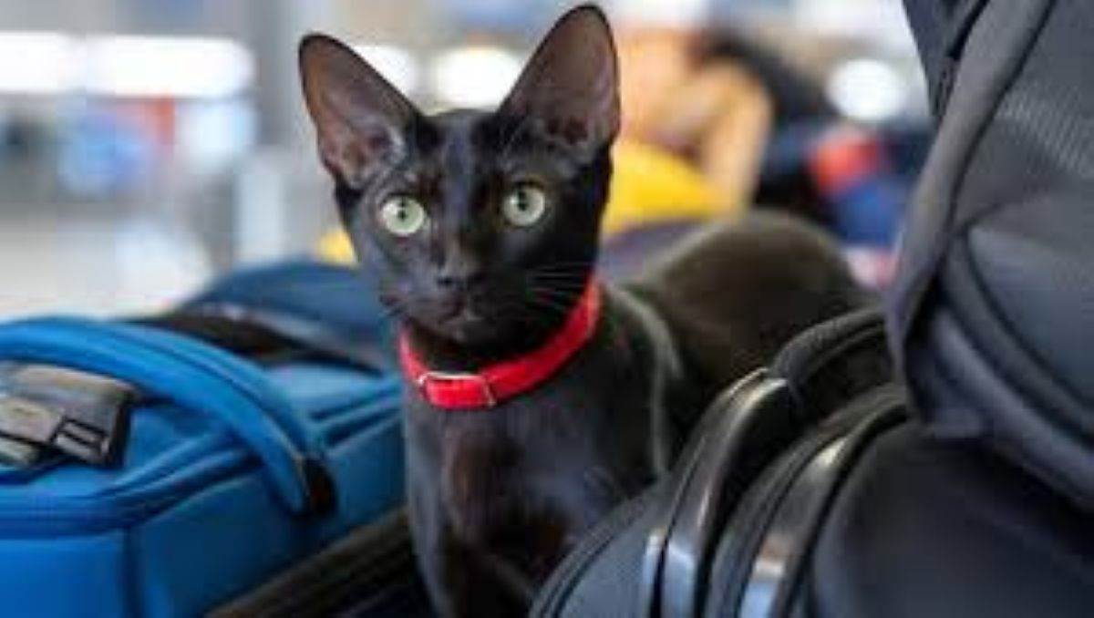 Gatto Salem smarrito all’aeroporto di Genova: famiglia costretta a rinunciare al volo
