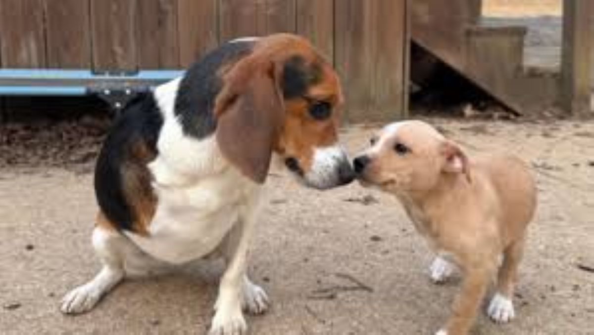 Un incontro speciale tra due cani a tre zampa: il legame che ha cambiato tutto