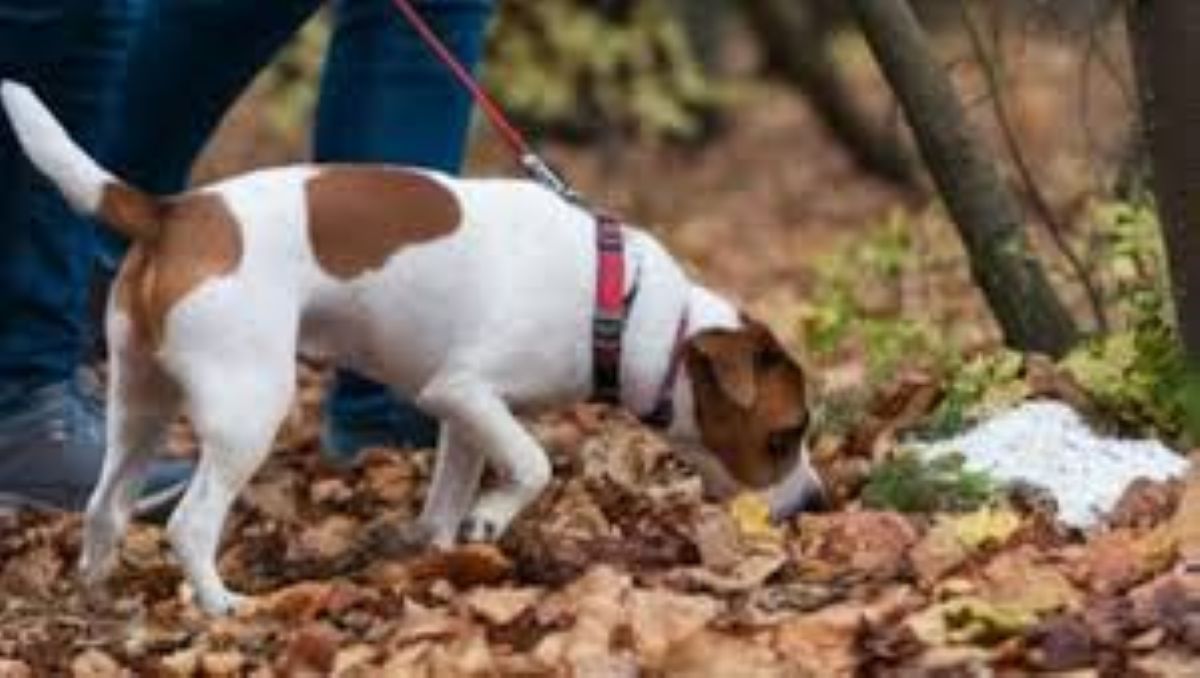 Winston fa un incontro straordinario nel bosco, la sua reazionoe