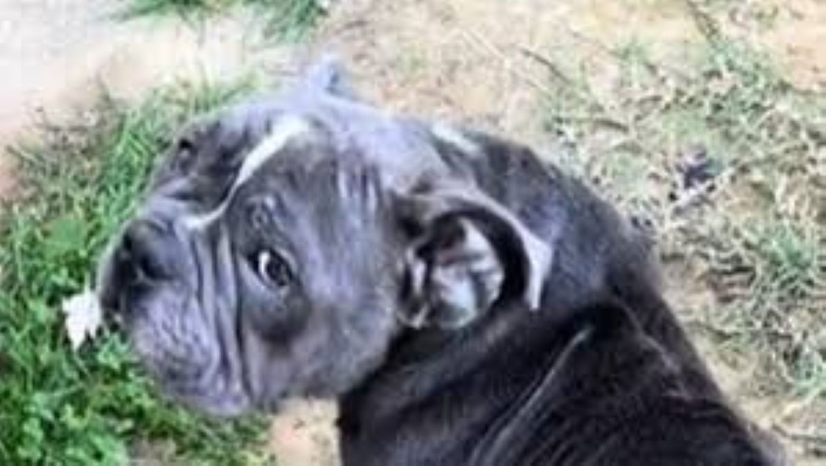 Penelope: la rinascita di un cane trasformato dall’amore