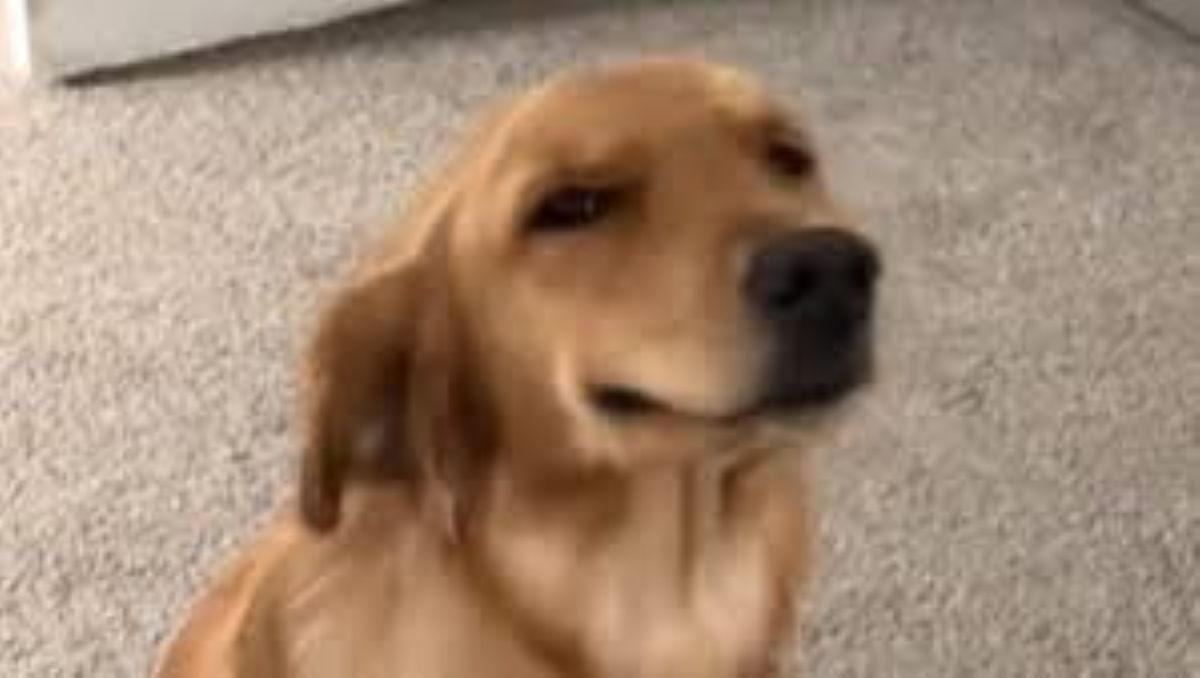 Un cane sorpreso in flagrante e la sua espressione che conquista il web