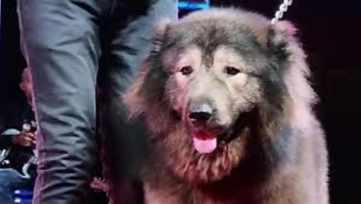 Il “Cane Più Costoso al Mondo” scatena polemiche: oltre 5 Milioni di euro per un cucciolo ibrido Lupo-Cane