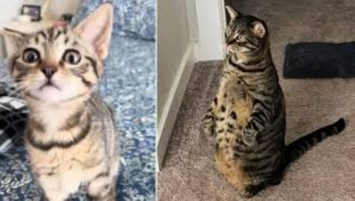 Scelta perchè la più piccola della cucciolata, quando cresce lascia tutti a bocca aperta