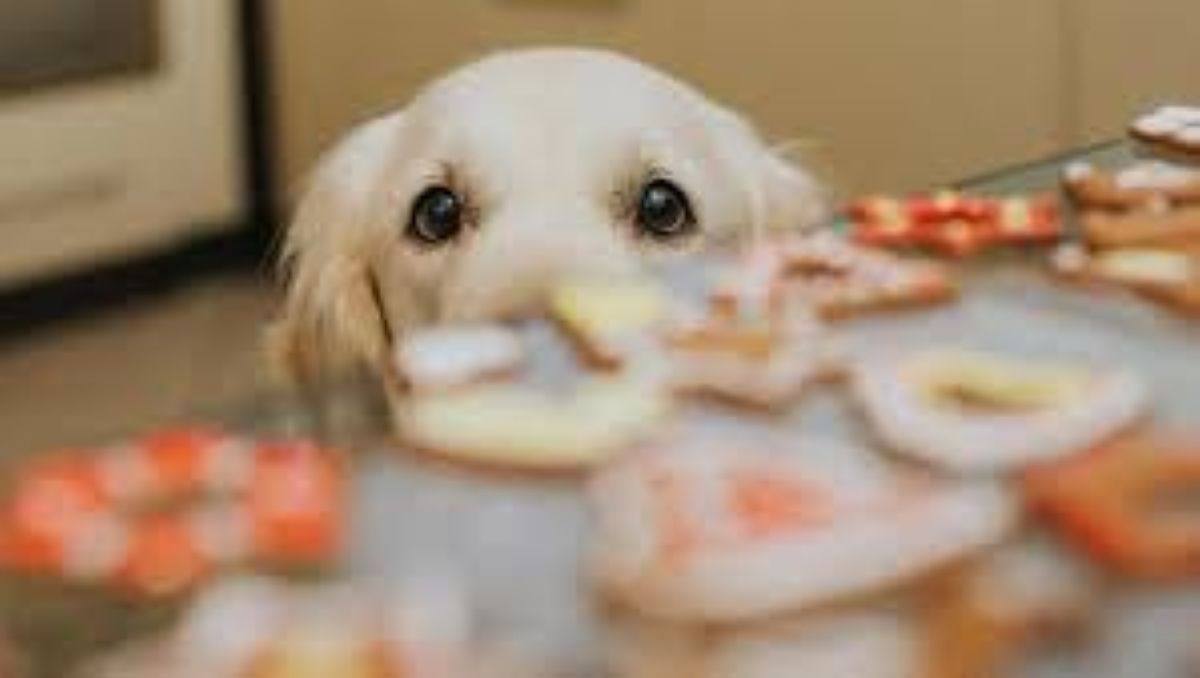 Il sogno di Tatiana: come il forno e un cane abbandonato hanno cambiato la sua vita