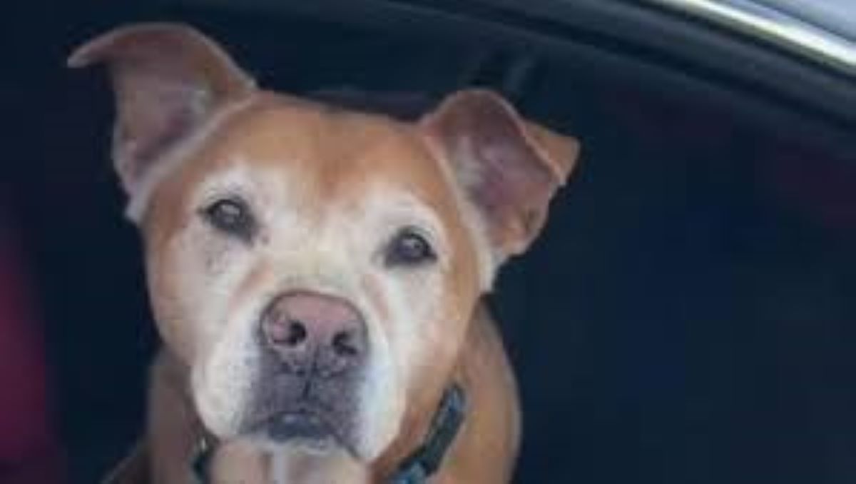 Jones: il cane che ha commosso il mondo con il suo sguardo di speranza