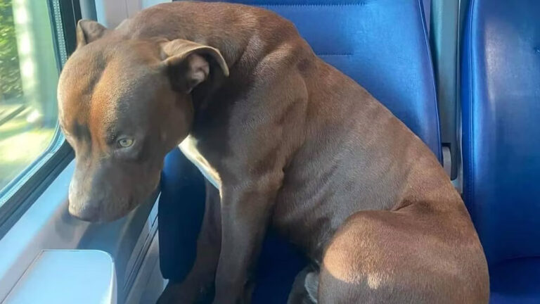 Un giovane Pitbull nero e bianco ha percorso la tratta Anzola–Bologna su un treno regionale. La Polfer lo ha riconsegnato alla sua proprietaria.