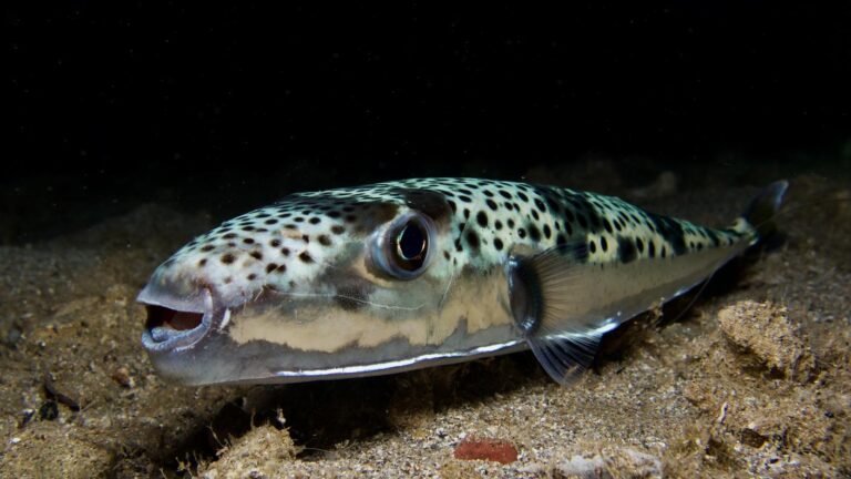 Catturato nella baia di Medulin, il Lagocephalus sceleratus è tra le specie più pericolose del Mediterraneo. Ora minaccia anche l'Alto Adriatico.