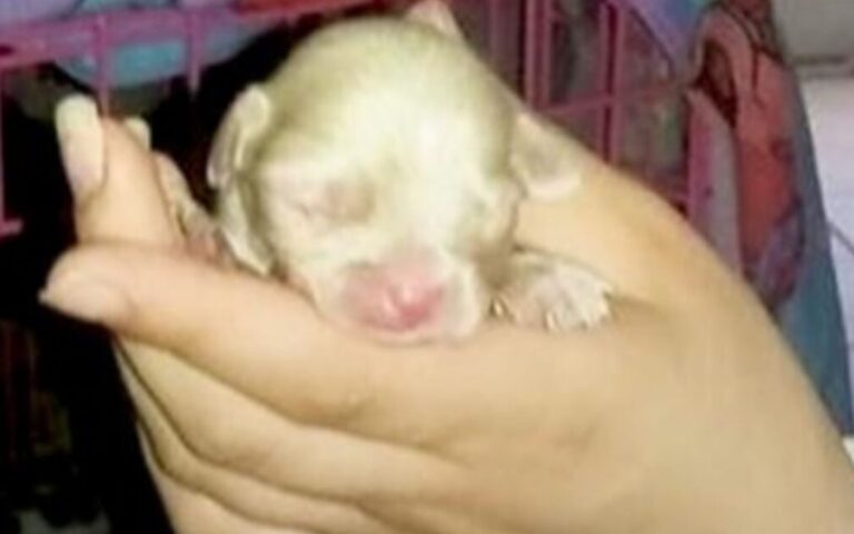 Abbandonato perché considerato “di poco valore”, Lucky ha lottato per sopravvivere e oggi è il simbolo della rinascita grazie all’amore di chi ha creduto in lui.