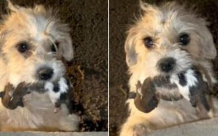 Una cagnolina randagia ha lottato per proteggere i suoi cuccioli e ha poi accolto due piccoli orfani in un rifugio, commuovendo tutti.