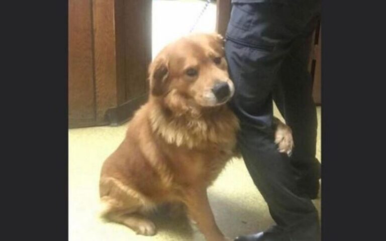 Abbandonato e destinato all’eutanasia, Clarence ha trovato una nuova vita grazie ai volontari che gli hanno regalato una seconda possibilità e una famiglia.