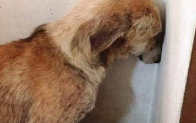 Salvata dopo anni di abusi, la piccola Cara ha imparato a fidarsi grazie all’amore dei volontari e di un cucciolo speciale come lei.