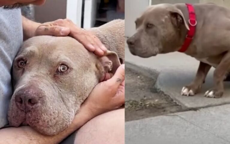 Recuperato da una volontaria dopo un passato difficile, Bruno ha riscoperto fiducia e affetto. Oggi è in attesa di una famiglia che lo ami davvero.