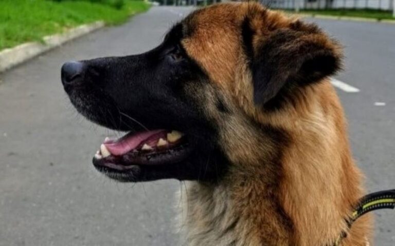 Dopo sei anni di lontananza, Poker, un cane disperso in Colombia, ha finalmente riabbracciato la sua famiglia, regalando a tutti una storia di speranza.
