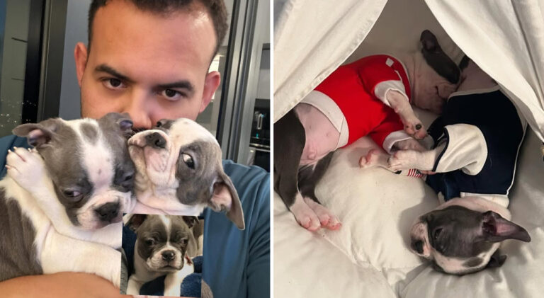Dopo la morte del suo Boston terrier, un imprenditore brasiliano spende 50.000 dollari per clonarlo: “Quando li ho presi in braccio, ho sentito di nuovo la sua anima”.