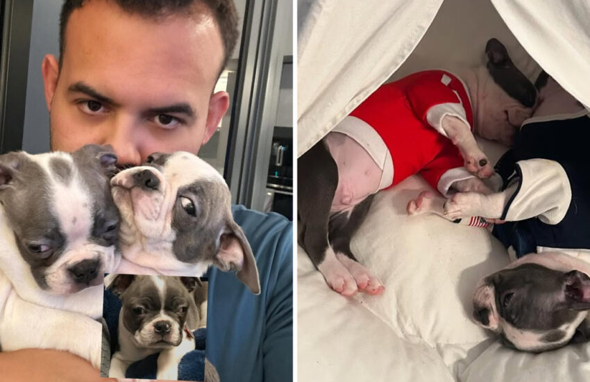 Dopo la morte del suo Boston terrier, un imprenditore brasiliano spende 50.000 dollari per clonarlo: “Quando li ho presi in braccio, ho sentito di nuovo la sua anima”.