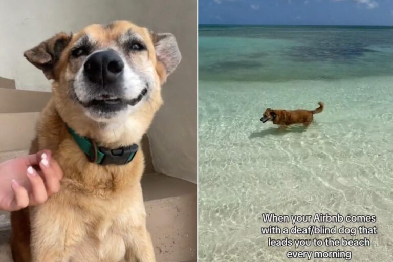 Un cottage caraibico conquista il web grazie alla presenza di un dolcissimo cane-guida che ogni mattina attende gli ospiti per accompagnarli al mare