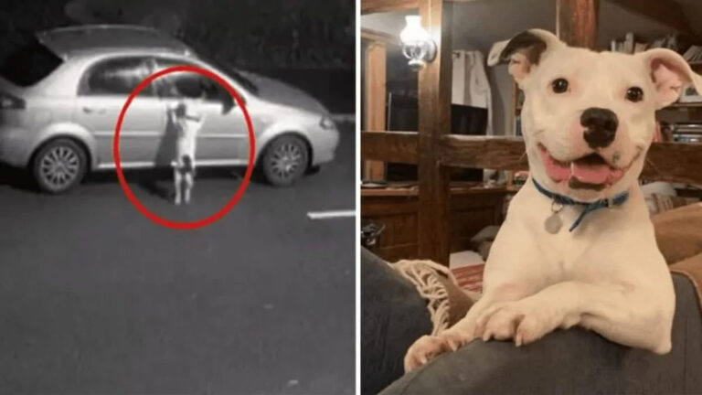Snoop, il cane abbandonato sul ciglio della strada, ha finalmente trovato una famiglia che non lo lascerà mai più solo.