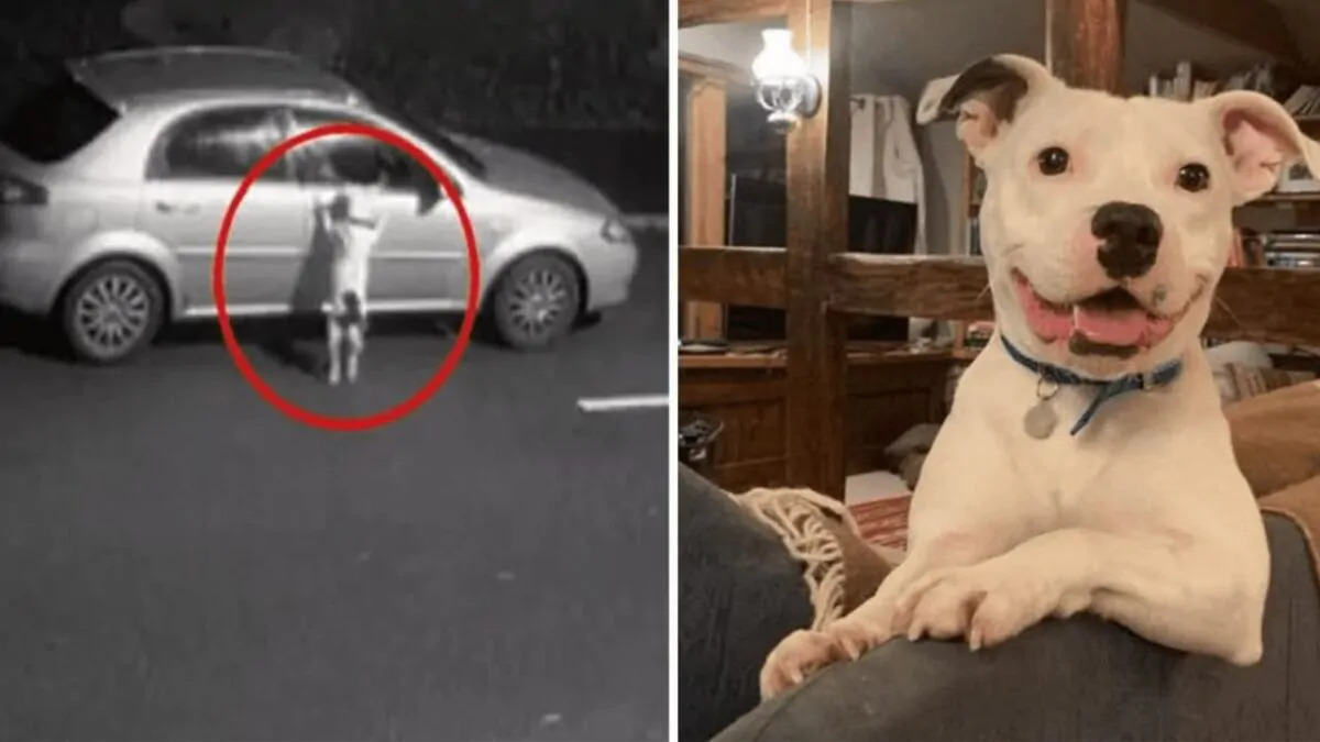 Abbandonato e tradito sul ciglio della strada, ora Snoop ha trovato una casa piena d’amore