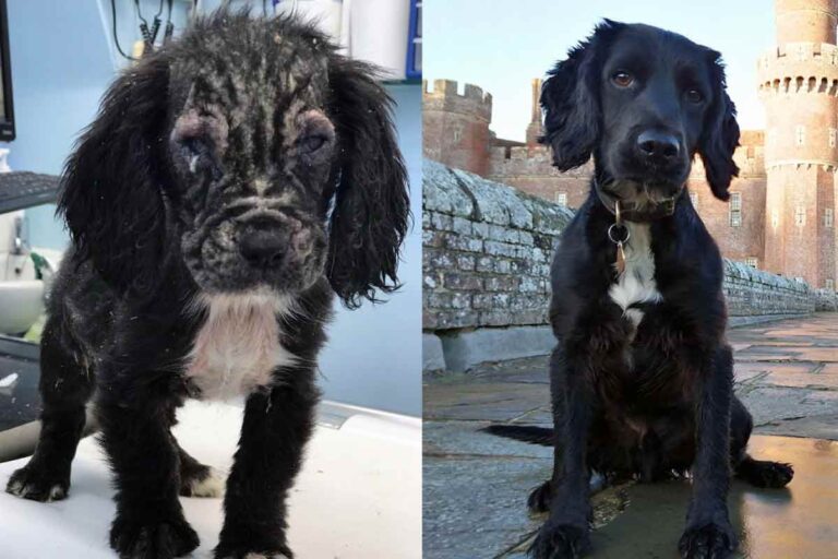Trovato in gravi condizioni nel 2019, oggi Badger lavora con la polizia del Sussex per combattere il crimine nel Regno Unito.